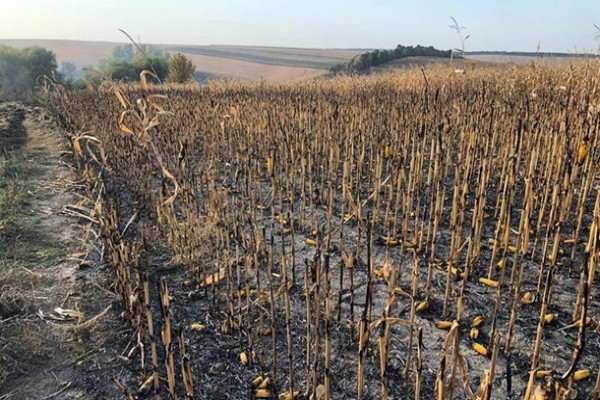 В Полтавской области загорелось 130 га кукурузы