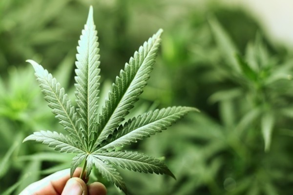 Байден: Мы должны декриминализовать марихуану