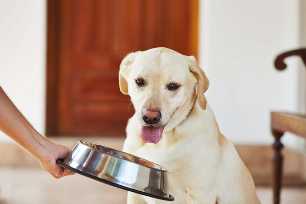 Три причины покупать специализированный корм для собак