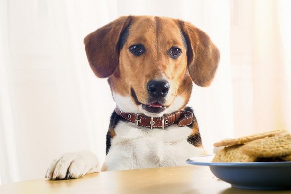 Три причины покупать специализированный корм для собак