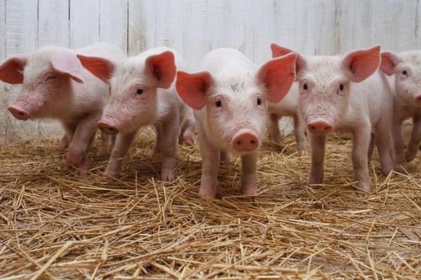 В Харьковской области зафиксирована вспышка африканской чумы свиней — ОГА