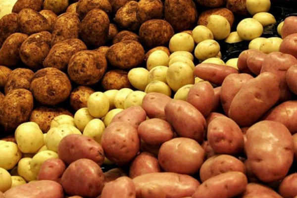 Украина импортирует картофель из Молдовы, а экспортирует на Балканы и в Беларусь — Еast-fruit