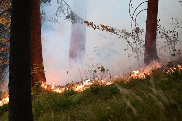 На востоке Австрии бушует большой лесной пожар