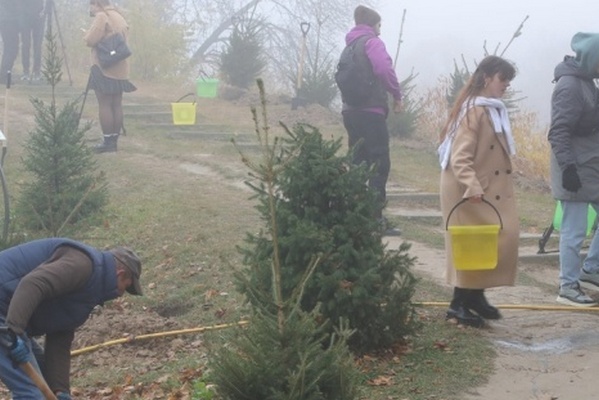 Украинцы за сутки высадили 3,8 миллиона деревьев