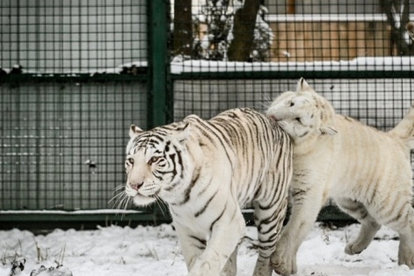 В бердянском зоопарке тигры вышли на первую снежную прогулку