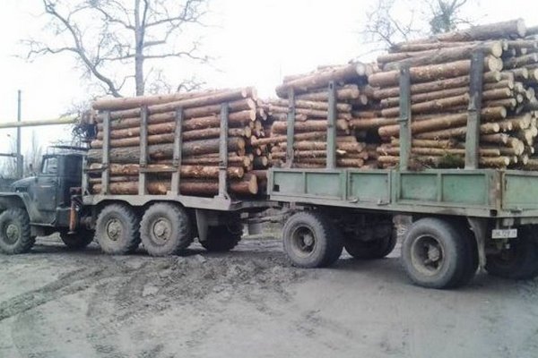 На бирже в прошлом году реализовали 3,1 миллиона кубов необработанной древесины