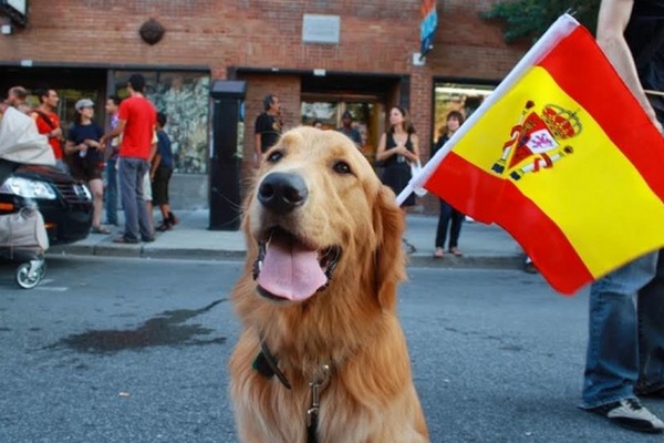 Суды в Испании будут учитывать благополучие домашних животных во время разводов