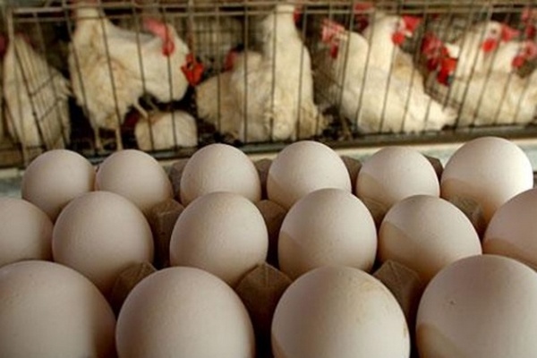 Производство яиц в Украине уменьшилось на 8%, а молока — на 1,5% — Госстат