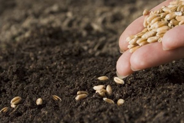 Аграрии Николаевщины засеяли яровыми зерновыми 85% прогнозируемых площадей