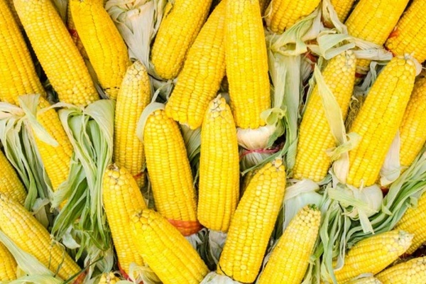 Китай заменит украинскую кукурузу бразилийской трансгенной