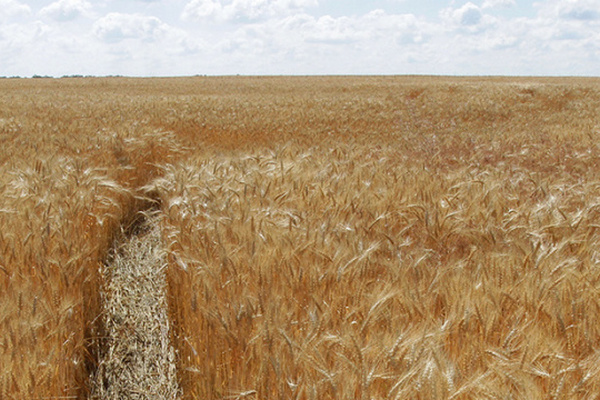 На Днепропетровщине засеяли яровой пшеницы в полтора раза больше плана