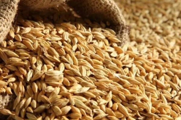 Нужно создать коридор для экспорта украинского зерна и растительного масла – Зеленский
