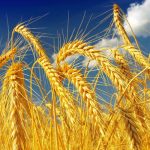 Чому важливе протруювання зерна озимих?