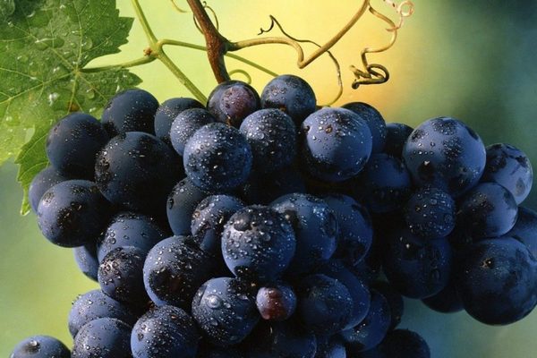 Дефицит винограда в Украине: какие цены на ягоду предлагают в супермаркетах