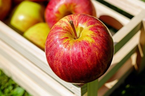На рынке упали цены на яблоки: летние сорта идут дешевле 10 гривен