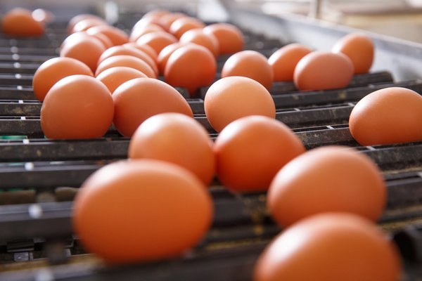 В Украине уже вскоре ожидают снижения цен на яйца