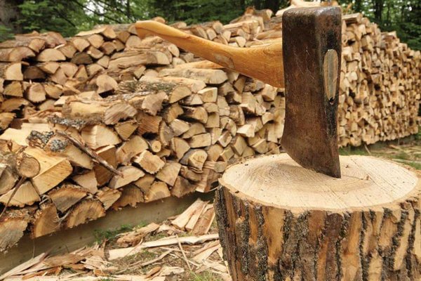 Штрафы за дрова: какое наказание грозит украинцам за самовольную вырубку деревьев в лесу