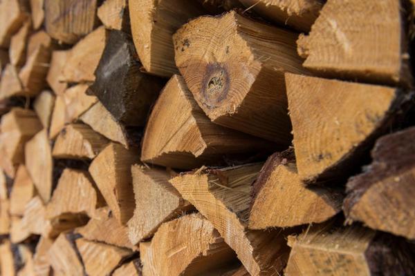 Штрафы за дрова: украинцам сообщили, какое наказание грозит за самовольную вырубку деревьев в лесу