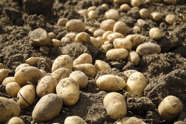 Стоимость резко взмоет вверх: в Украине ожидают скачка цен на картофель