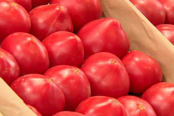 В Украине резко подорожали помидоры: сколько стоят овощи в супермаркетах в середине ноября