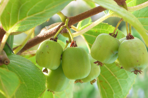 Актинидия — необычное растение с полезными плодами