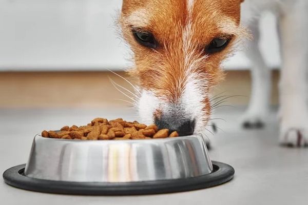 Brit CARE сухой корм для собак: забота о здоровье и благополучии