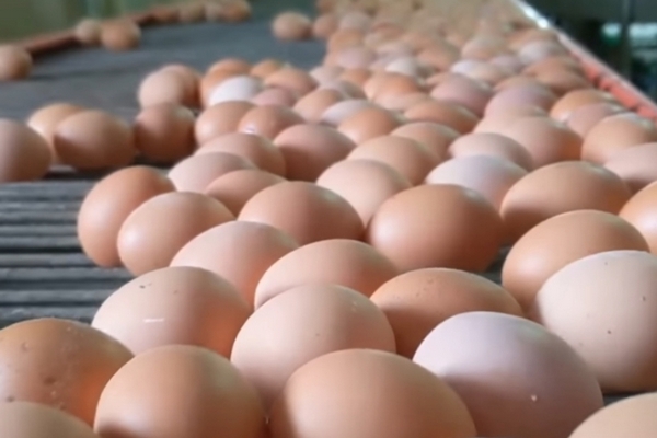 Цены на яйца обрушились в три раза: где можно купить продукт за 25 гривен