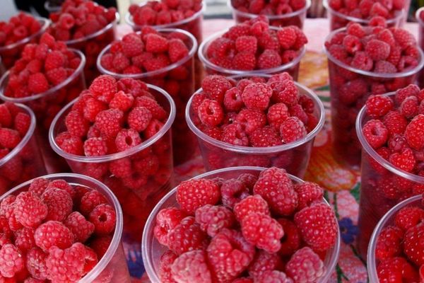 Выше стоимости черешни – только цены на малину: сколько стоит килограмм ягод