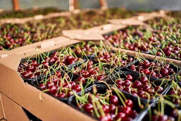 Рекордные цены и плохое качество: в Украине стартовал сезон продажи вишни