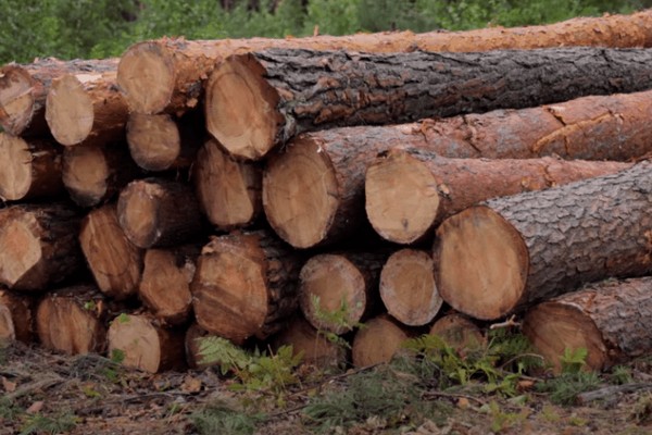 Украинцы могут получить субсидии на дрова и уголь: как оформить помощь