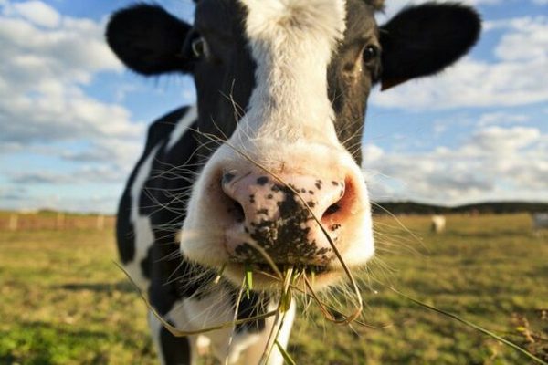 В Украине стремительно сокращается поголовье коров: что будет с ценами на молочку