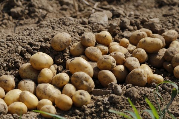 В Украине ожидают большого снижения цен на картофель: когда лучше делать припасы на зиму