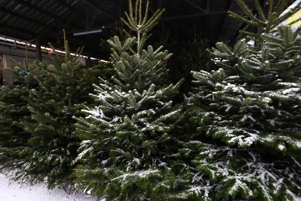 Стали известны цены на елки в Украине по регионам: где дешевле всего купить новогоднее дерево
