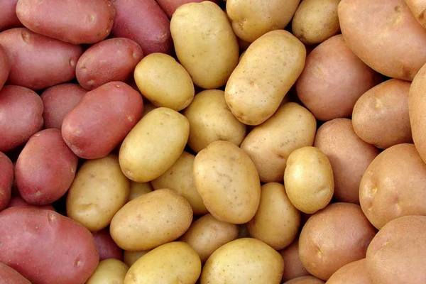 Цены на картофель уже более чем в три раза превышают прошлогодние: появился прогноз, что будет с ними дальше