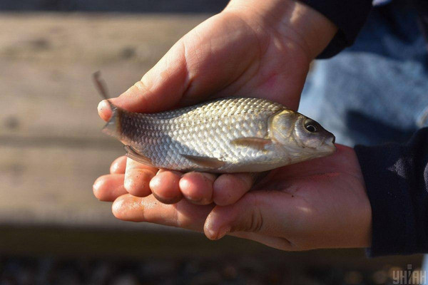 В Украине начинает действовать запрет на вылов рыбы