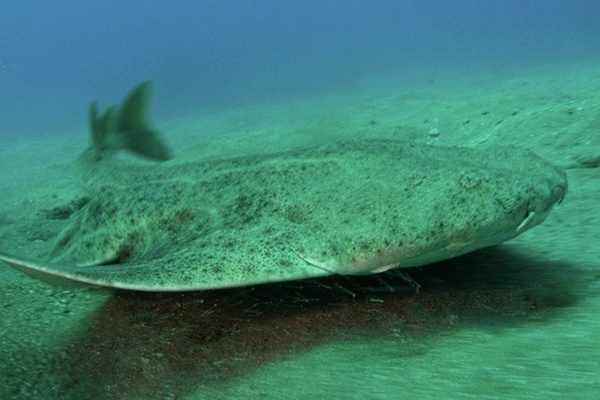 Европейский морской ангел: редчайшая акула, считавшаяся исчезнувшей, замечена в Уэльсе