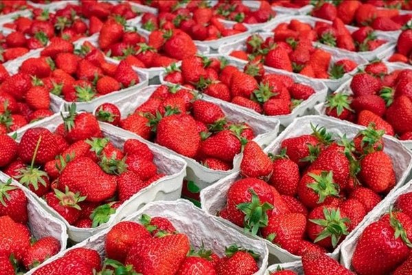 Статистика рынка клубники Грузии: зависимость от поставок из Турции