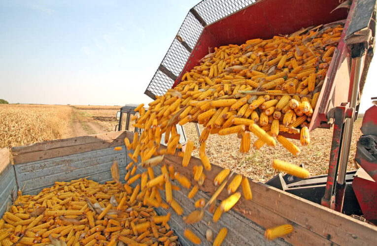 Фуражная кукуруза дорожает: что происходит на аграрном рынке Украины?