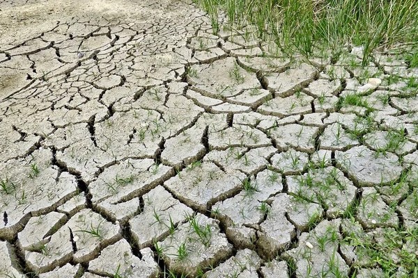 Полевая сводка: 500 тыс. гектаров урожая уничтожено засухой в Украине