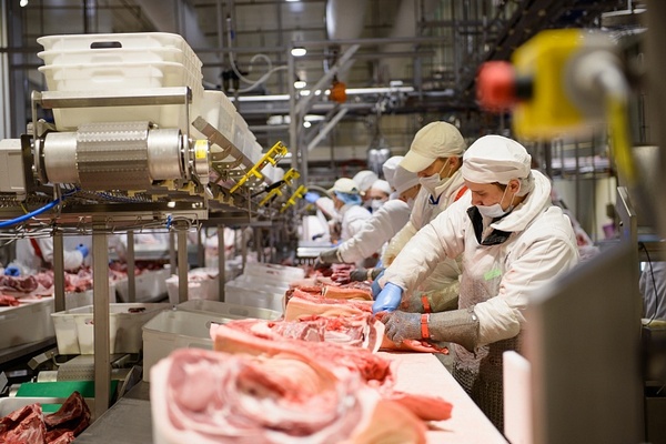 Спад в свиноводстве ЕС: что стоит за сокращением производства