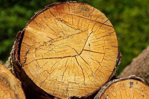 В Украине нельзя собирать дрова в лесу: почему даже сухостой под запретом