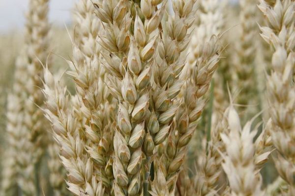 Канада: почему урожай пшеницы в 2024 году будет ниже?