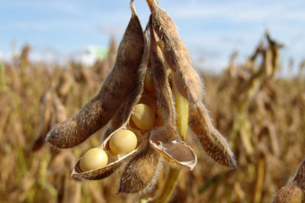 Рынок сои в начале сезона: причины высоких цен и международные тенденции