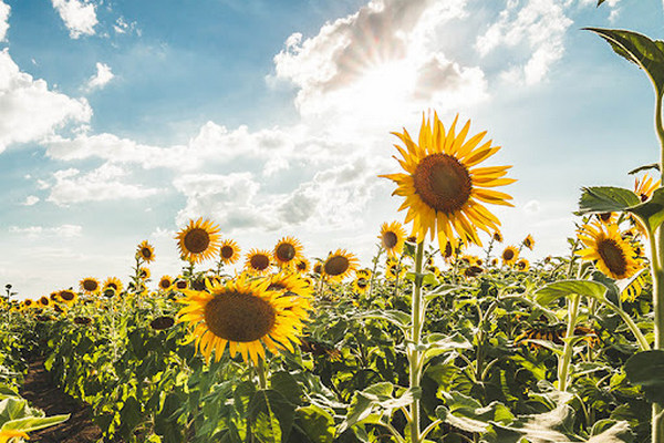 Конфликт факторов: низкая урожайность подсолнечника против увеличения предложения в Украине