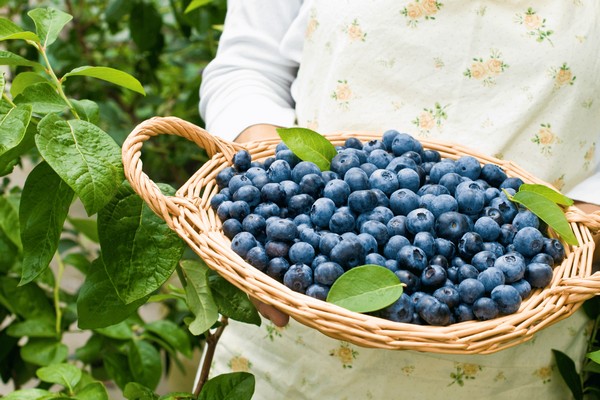 Fruit Attraction 2025: Как украинские производители лохины завязывают новые деловые контакты в Мадриде