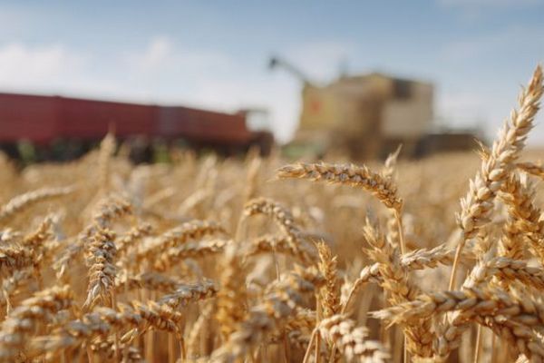 Стратегия для аграриев: Дождаться конца ноября, чтобы получить +$30 за тонну пшеницы