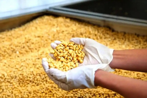 Пять причин, почему цены на сою в Украине бьют рекорды