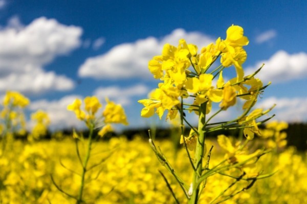 Рапсовое масло под ударом: как падение цен на нефть Urals давит на рынок