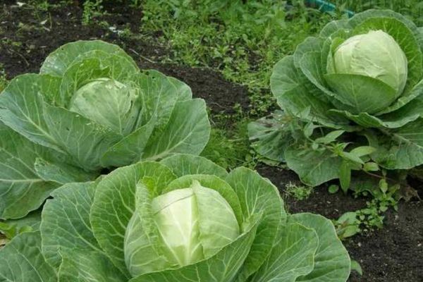 Инвестиции спасут рынок: 2 главные рекомендации экспертов для стабилизации цен на капусту