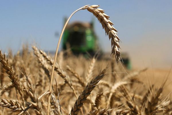 Дефицит твердой пшеницы: как засуха повлияет на производство макарон в Турции